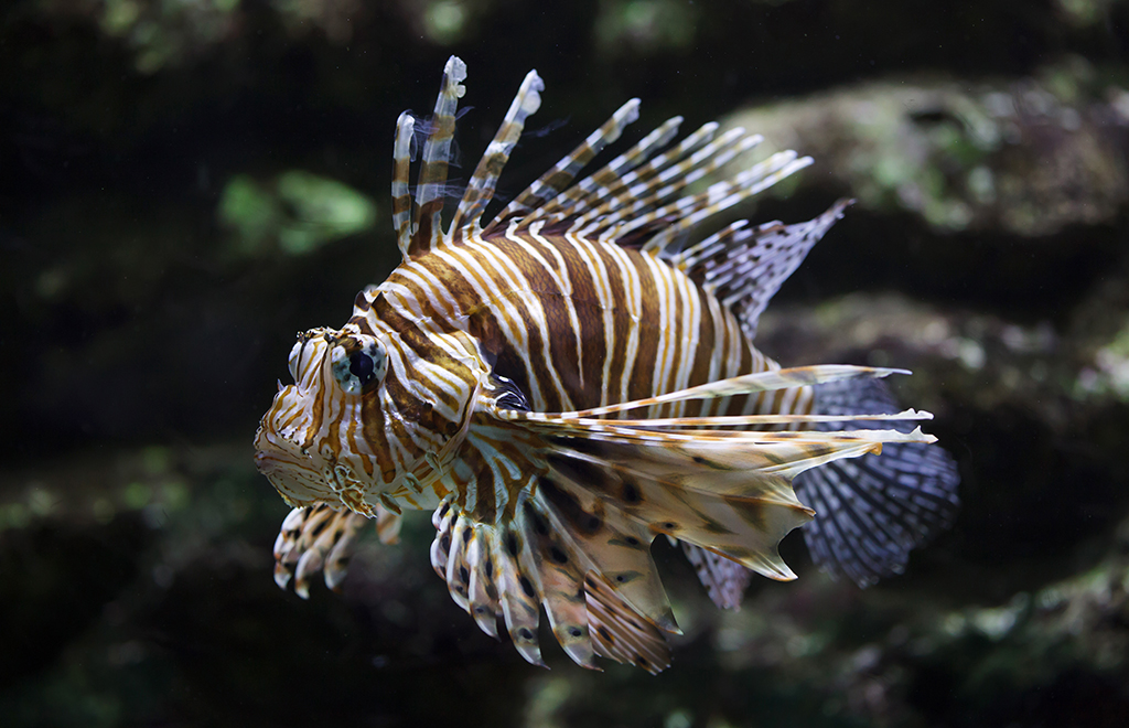 Bloomberg | Venture Capital Firm Focused on Biodiversity Crisis Launches
