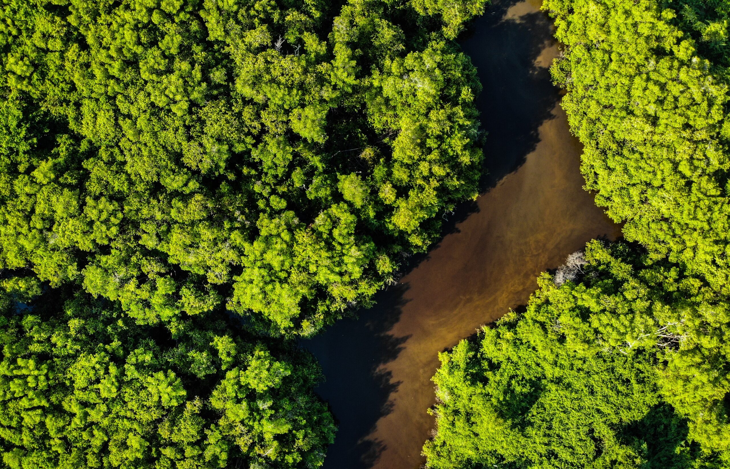 Bioeconomy in Brazil