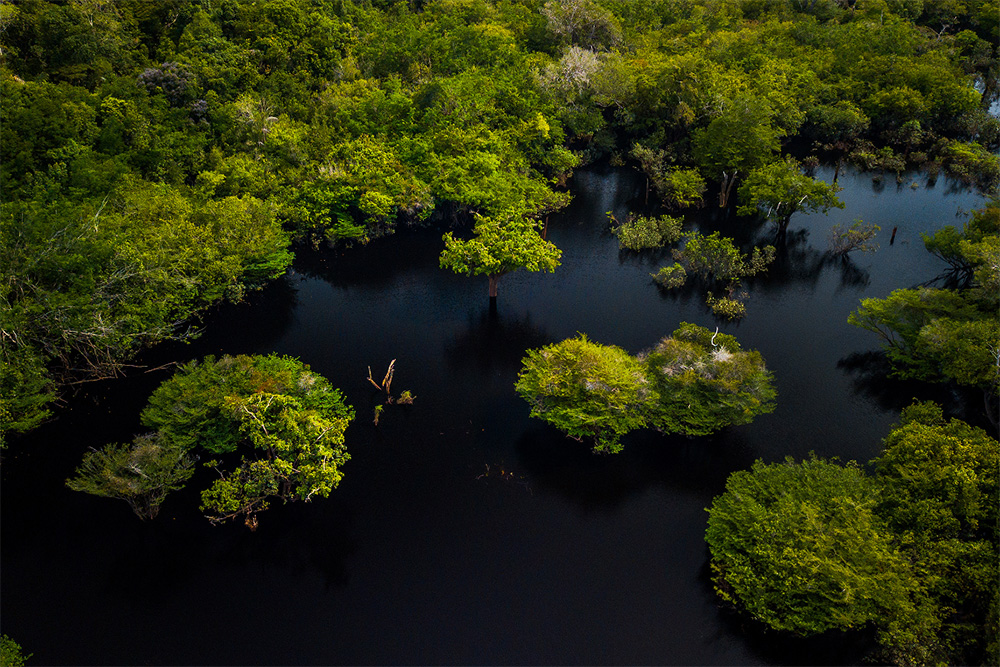 Amazon states and partners launch pioneering project at COP30 to turn conservation into recurring revenue